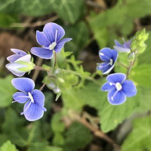 Onlinekurs Grundkurs Kräuterkunde