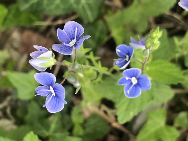 Onlinekurs Grundkurs Kräuterkunde (Raten)