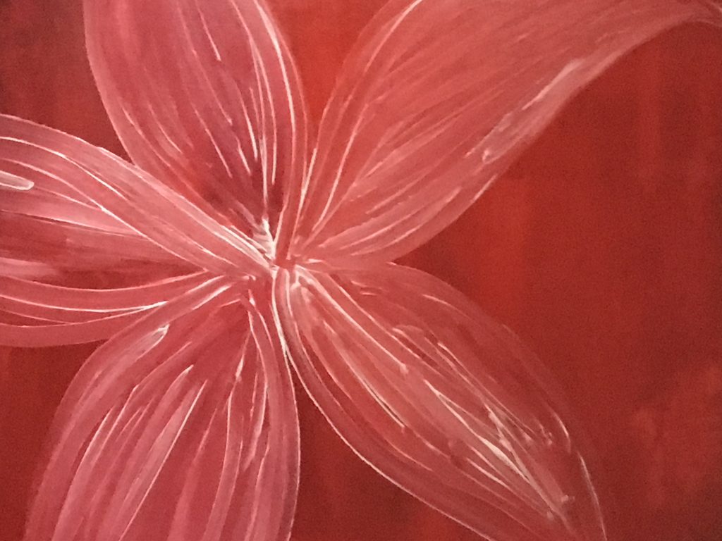 Rote Blume / Red Flowers