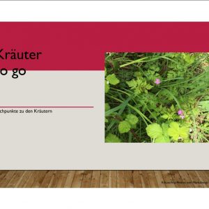 Steckbrief Kräuter